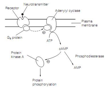 475_Activation of adenylyl cyclase.png